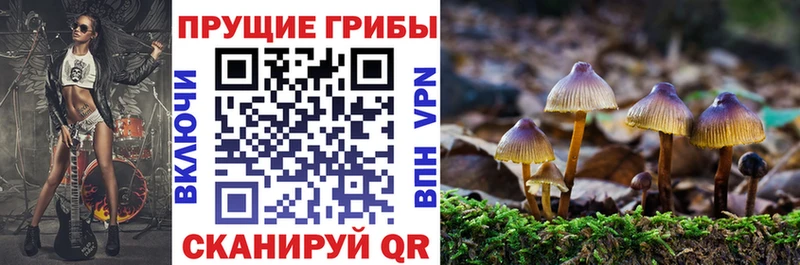 дарк нет состав  купить наркотики цена  Торжок  Псилоцибиновые грибы Magic Shrooms 